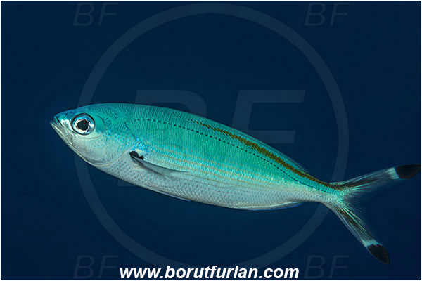 Marsa Shagra, Marsa Alam, Egypt, Red sea, Caesio suevica, Caesio, Caesionidae, Suez Fusilier, Fusilier, Fish