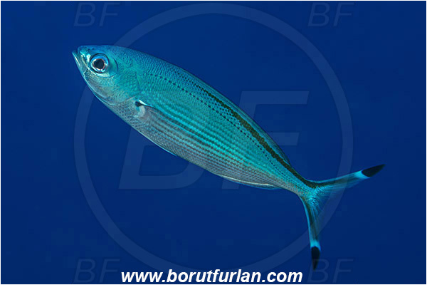Marsa Shagra, Marsa Alam, Egypt, Red sea, Caesio suevica, Caesio, Caesionidae, Suez Fusilier, Fusilier, Fish