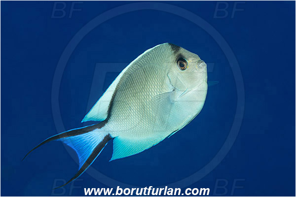Marsa Shagra, Marsa Alam, Egypt, Red sea, Genicanthus caudovittatus, Genicanthus, Pomacanthidae, Zebra Lyretail Angelfish, Female, Angelfish, Fish