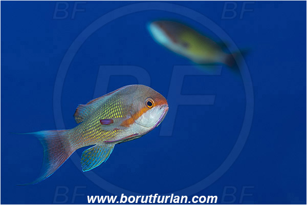 Marsa Shagra, Marsa Alam, Egypt, Red sea, Pseudanthias squamipinnis, Pseudanthias, Serranidae, Lyretail Anthias, Sea goldie, Anthias, Fish, Male