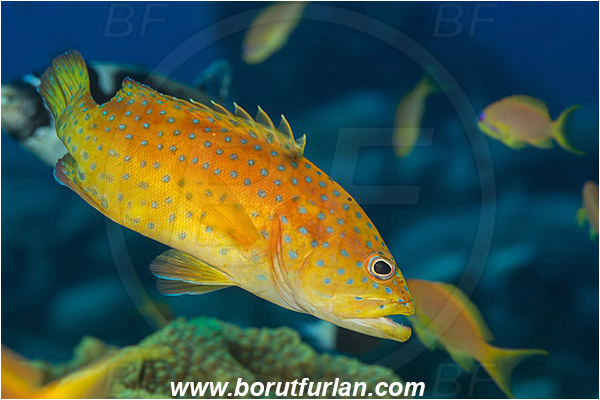 Marsa Shagra, Marsa Alam, Egypt, Red sea, Cephalopholis miniata, Cephalopholis, Serranidae, Coral grouper, Grouper, Fish, Juvenile
