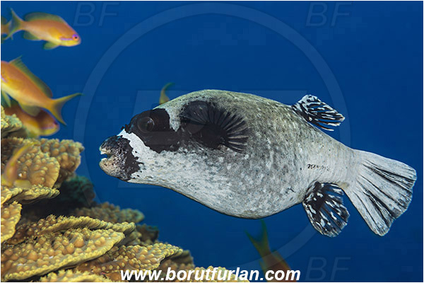 Marsa Shagra, Marsa Alam, Egypt, Red sea, Arothron diadematus, Arothron, Tetraodontidae, Masked puffer, Puffer, Fish