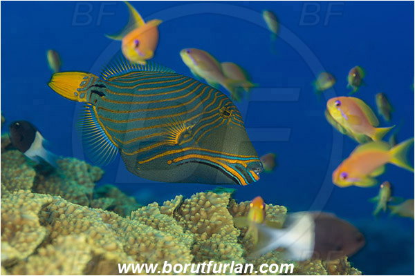 Marsa Shagra, Marsa Alam, Egypt, Red sea, Balistapus undulatus, Balistapus, Balistidae, Orange-lined Triggerfish, Triggerfish, Fish