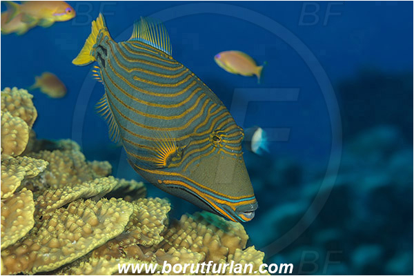 Marsa Shagra, Marsa Alam, Egypt, Red sea, Balistapus undulatus, Balistapus, Balistidae, Orange-lined Triggerfish, Triggerfish, Fish