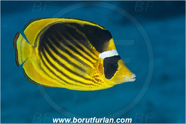 Marsa Shagra, Marsa Alam, Egypt, Red sea, Chaetodon fasciatus, Chaetodon, Chaetodontidae, Raccoon Butterflyfish, Butterflyfish, Fish