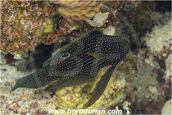 Marsa Shagra, Marsa Alam, Egypt, Red sea, Calloplesiops altivelis, Calloplesiops, Plesiopidae, Comet, Fish