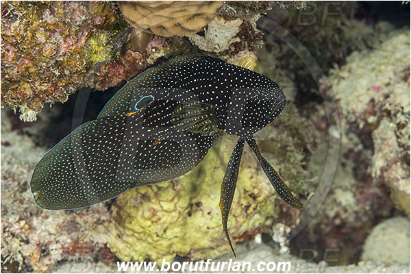 Marsa Shagra, Marsa Alam, Egypt, Red sea, Calloplesiops altivelis, Calloplesiops, Plesiopidae, Comet, Fish