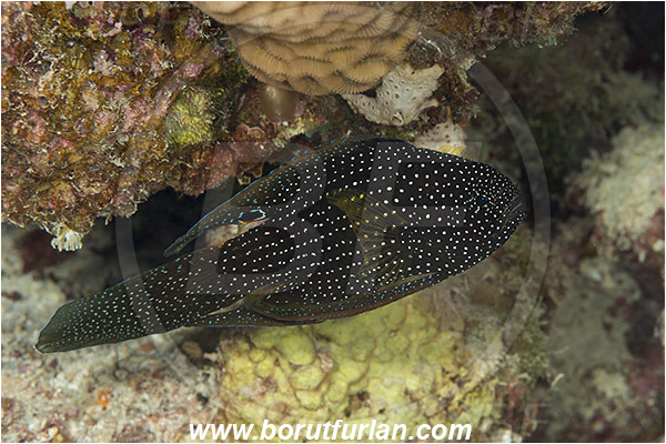 Marsa Shagra, Marsa Alam, Egypt, Red sea, Calloplesiops altivelis, Calloplesiops, Plesiopidae, Comet, Fish