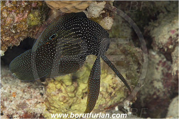 Marsa Shagra, Marsa Alam, Egypt, Red sea, Calloplesiops altivelis, Calloplesiops, Plesiopidae, Comet, Fish