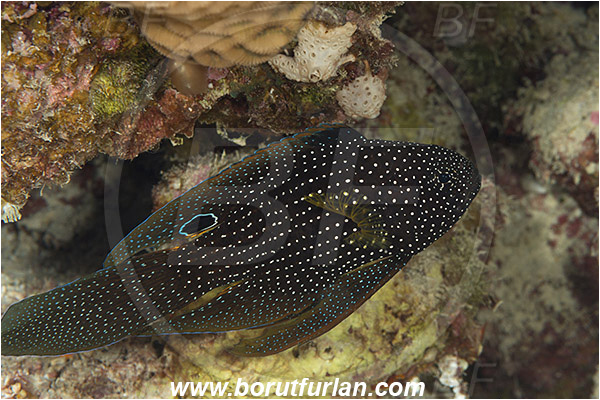 Marsa Shagra, Marsa Alam, Egypt, Red sea, Calloplesiops altivelis, Calloplesiops, Plesiopidae, Comet, Fish