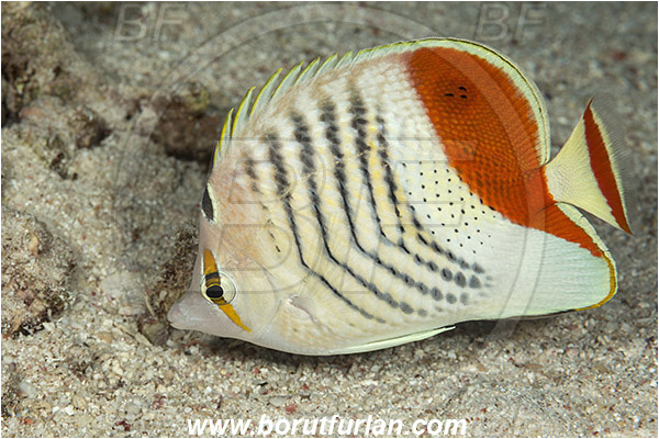 Marsa Shagra, Marsa Alam, Egypt, Red sea, Chaetodon paucifasciatus, Chaetodon, Chaetodontidae, Eritrean butterflyfish, Butterflyfish, Fish