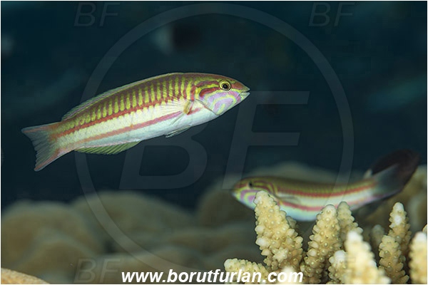 Gordon reef, Straits of Tiran, Sinai, Egypt, Red sea, Thalassoma rueppellii, Thalassoma, Labridae, Klunzinger