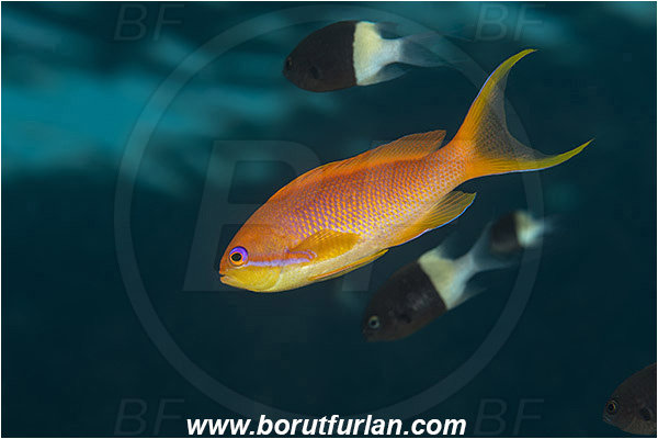 Marsa Shagra, Marsa Alam, Egypt, Red sea, Pseudanthias squamipinnis, Pseudanthias, Serranidae, Lyretail Anthias, Sea goldie, Anthias, Fish, Female