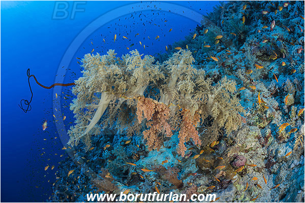 Elphinstone reef, Marsa Alam, Egypt, Red sea, Dendronephthya sp., Dendronephthya, Nephtheidae, Soft coral, Coral, Anthozoa, Cnidaria, Cnidarian, Reef