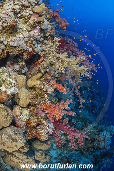 Elphinstone reef, Marsa Alam, Egypt, Red sea, Dendronephthya sp., Dendronephthya, Nephtheidae, Soft coral, Coral, Anthozoa, Cnidaria, Cnidarian, Reef