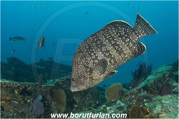 Cabo Pulmo, Baja California, Sea of Cortez, Mexico, Pacific ocean, Dermatolepis dermatolepis, Dermatolepis, Serranidae, Leather bass, Grouper, Fish