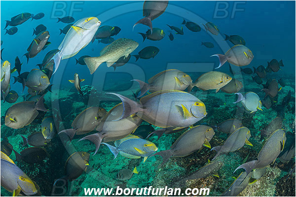 Cabo Pulmo, Baja California, Sea of Cortez, Mexico, Pacific ocean, Acanthurus xanthopterus, Acanthurus, Acanthuridae, Yellowfin Surgeonfish, Surgeonfish, Fish, Fish school, Reef