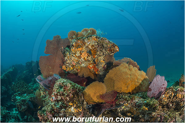 Cabo Pulmo, Baja California, Sea of Cortez, Mexico, Pacific ocean, Pacifigorgia adamsii, Pacifigorgia, Gorgoniidae, Red Sea Fan, Gorgonian, Sea fan, Coral, Cnidaria, Cnidarian, Reef