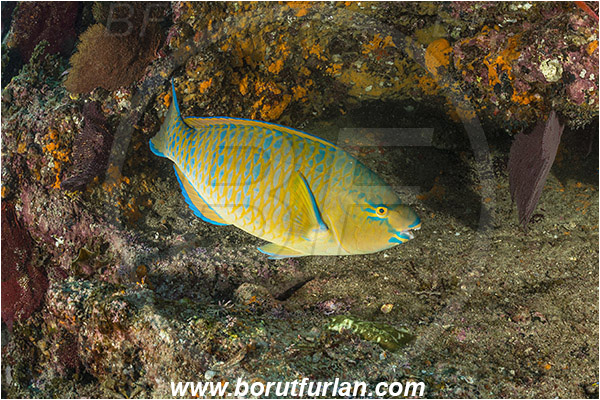 Cabo Pulmo, Sea of Cortez, Baja California, Mexico, Pacific ocean, Scarus ghobban, Scarus, Scaridae, Blue-barred parrotfish, Bluechin parrotfish, Parrotfish, Fish