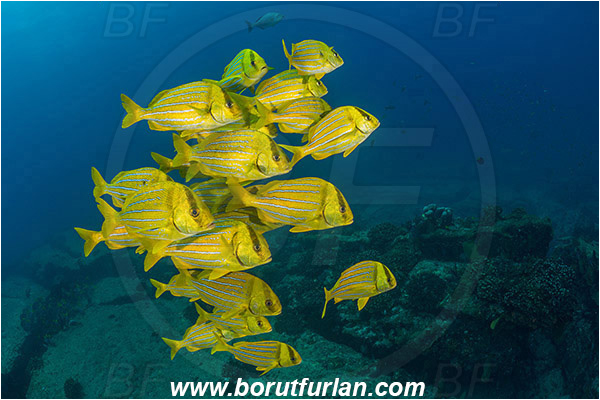Cabo Pulmo, Baja California, Sea of Cortez, Mexico, Pacific ocean, Anisotremus taeniatus, Anisotremus, Haemulidae, Panamic Porkfish, Porkfish, Grunt, Fish, Fish school, Reef