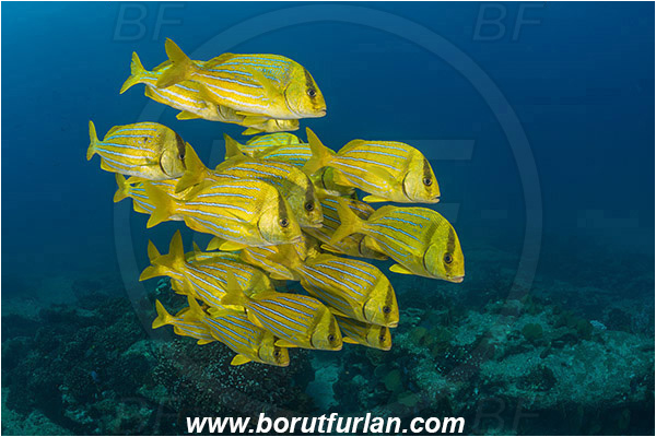 Cabo Pulmo, Baja California, Sea of Cortez, Mexico, Pacific ocean, Anisotremus taeniatus, Anisotremus, Haemulidae, Panamic Porkfish, Porkfish, Grunt, Fish, Fish school, Reef