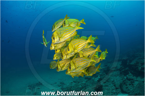 Cabo Pulmo, Baja California, Sea of Cortez, Mexico, Pacific ocean, Anisotremus taeniatus, Anisotremus, Haemulidae, Panamic Porkfish, Porkfish, Grunt, Fish, Fish school, Reef