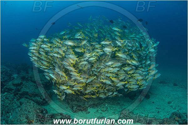 Cabo Pulmo, Sea of Cortez, Baja California, Mexico, Pacific ocean, Lutjanus argentiventris, Lutjanus, Lutjanidae, Amarillo snapper, Yellow snapper, Snapper, Fish, Fish school, Reef
