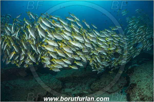 Cabo Pulmo, Sea of Cortez, Baja California, Mexico, Pacific ocean, Lutjanus argentiventris, Lutjanus, Lutjanidae, Amarillo snapper, Yellow snapper, Snapper, Fish, Fish school, Reef