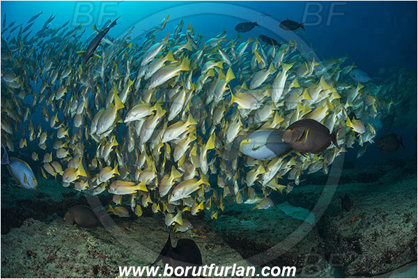 Cabo Pulmo, Sea of Cortez, Baja California, Mexico, Pacific ocean, Lutjanus argentiventris, Lutjanus, Lutjanidae, Amarillo snapper, Yellow snapper, Snapper, Fish, Fish school, Reef