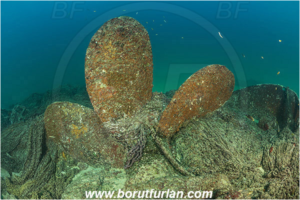 Baja California, Cabo Pulmo, El Vencedor wreck, Mexico, Pacific ocean, Propeller, Sea of Cortez, Wreck