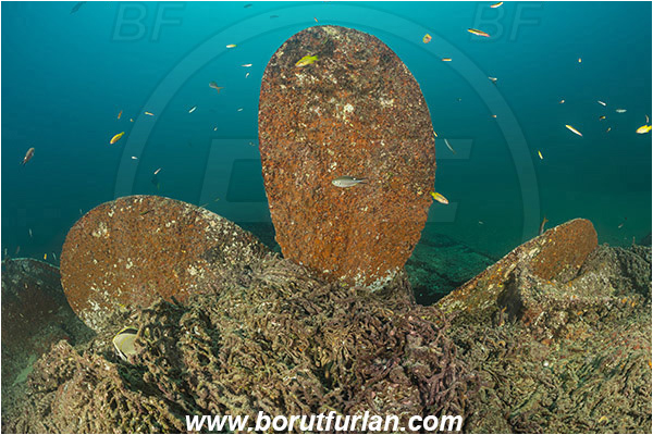 Baja California, Cabo Pulmo, El Vencedor wreck, Mexico, Pacific ocean, Propeller, Sea of Cortez, Wreck