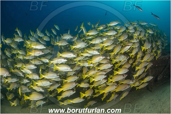 Cabo Pulmo, Sea of Cortez, Baja California, Mexico, Pacific ocean, Lutjanus argentiventris, Lutjanus, Lutjanidae, Amarillo snapper, Yellow snapper, Snapper, Fish, Fish school, Wreck