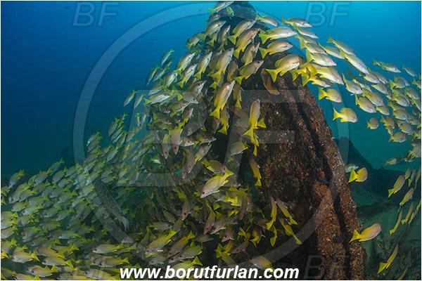 Cabo Pulmo, Sea of Cortez, Baja California, Mexico, Pacific ocean, Lutjanus argentiventris, Lutjanus, Lutjanidae, Amarillo snapper, Yellow snapper, Snapper, Fish, Fish school, Wreck