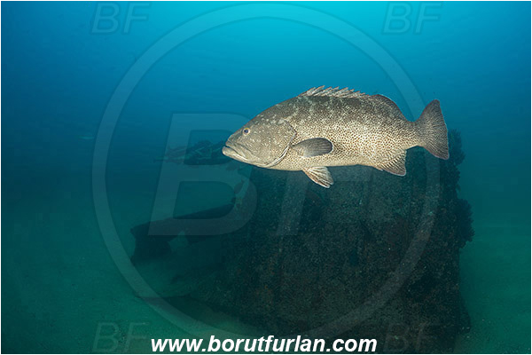 Cabo Pulmo, Sea of Cortez, Baja California, Mexico, Pacific ocean, Mycteroperca rosacea, Mycteroperca, Serranidae, Leopard goruper, Grouper, Fish, Wreck