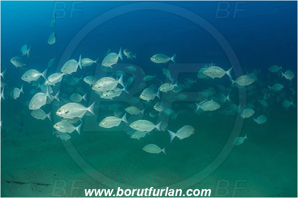 Cabo Pulmo, Baja California, Sea of Cortez, Mexico, Pacific ocean, Kyphosus elegans, Kyphosus, Kyphosidae, Cortez sea chub, Chub, Fish, Fish school, Sand