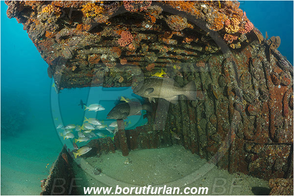 Cabo Pulmo, Sea of Cortez, Baja California, Mexico, Pacific ocean, Mycteroperca rosacea, Mycteroperca, Serranidae, Leopard goruper, Grouper, Fish, Wreck
