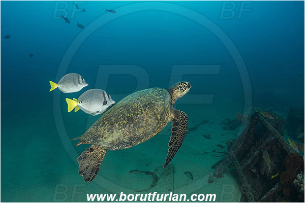 Cabo Pulmo, Baja California, Sea of Cortez, Mexico, Pacific ocean, Chelonia mydas, Cheloniidae, Reptilia, Reptilian, Green Sea Turtle, Turtle, Wreck, Prionurus punctatus, Prionurus, Acanthuridae, Yellowtail Surgeonfish, Surgeonfish, Fish, Cleaning