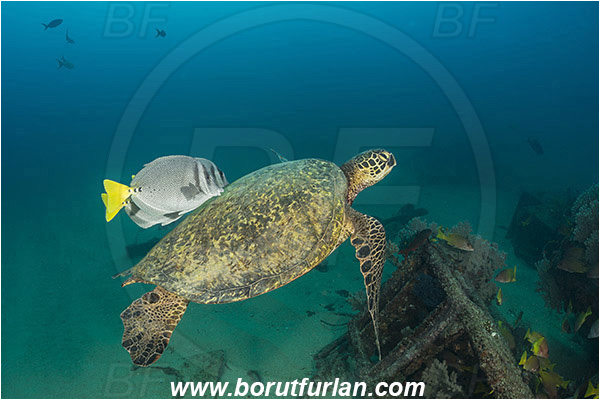Cabo Pulmo, Baja California, Sea of Cortez, Mexico, Pacific ocean, Chelonia mydas, Cheloniidae, Reptilia, Reptilian, Green Sea Turtle, Turtle, Wreck, Prionurus punctatus, Prionurus, Acanthuridae, Yellowtail Surgeonfish, Surgeonfish, Fish, Cleaning