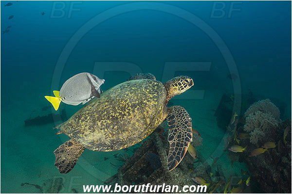 Cabo Pulmo, Baja California, Sea of Cortez, Mexico, Pacific ocean, Chelonia mydas, Cheloniidae, Reptilia, Reptilian, Green Sea Turtle, Turtle, Wreck, Prionurus punctatus, Prionurus, Acanthuridae, Yellowtail Surgeonfish, Surgeonfish, Fish, Cleaning