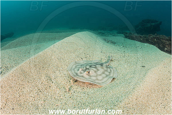 Cabo Pulmo, Baja California, Sea of Cortez, Mexico, Pacific ocean, Urobatis concentricus, Urobatis, Urotrygonidae, Elasmobranchii, Bullseye round stingray, Stingray, Fish, Sand