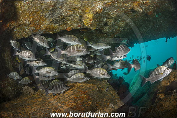 Cabo Pulmo, Baja California, Sea of Cortez, Mexico, Pacific ocean, Haemulon sexfasciatum, Haemulon, Haemulidae, Greybar grunt, Grunt, Fish, Fish school, Reef, Cave