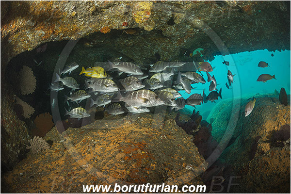 Cabo Pulmo, Baja California, Sea of Cortez, Mexico, Pacific ocean, Haemulon sexfasciatum, Haemulon, Haemulidae, Greybar grunt, Grunt, Fish, Fish school, Reef, Cave