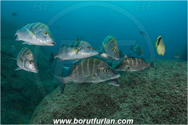 Cabo Pulmo, Baja California, Sea of Cortez, Mexico, Pacific ocean, Haemulon sexfasciatum, Haemulon, Haemulidae, Greybar grunt, Grunt, Fish, Fish school, Reef
