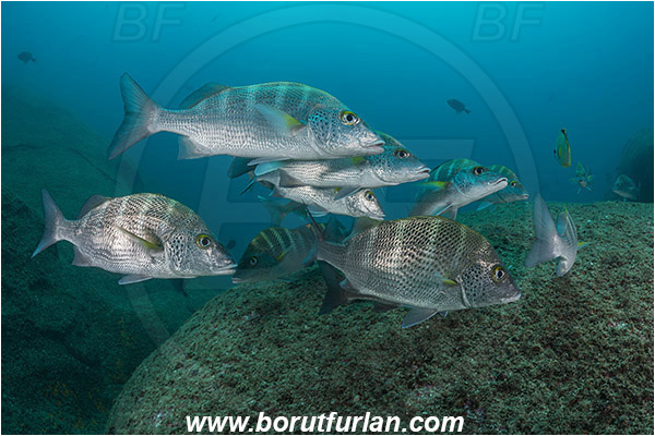 Cabo Pulmo, Baja California, Sea of Cortez, Mexico, Pacific ocean, Haemulon sexfasciatum, Haemulon, Haemulidae, Greybar grunt, Grunt, Fish, Fish school, Reef
