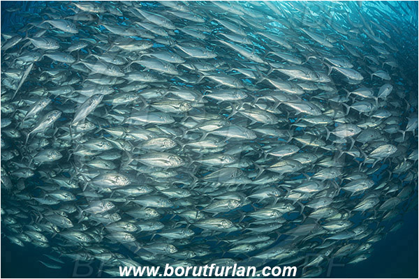 Cabo Pulmo, Baja California, Sea of Cortez, Mexico, Pacific ocean, Caranx sexfasciatus, Caranx, Carangidae, Bigeye trevally, Trevally, Fish, Fish school