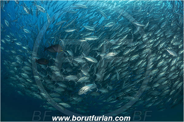 Cabo Pulmo, Baja California, Sea of Cortez, Mexico, Pacific ocean, Caranx sexfasciatus, Caranx, Carangidae, Bigeye trevally, Trevally, Fish, Fish school