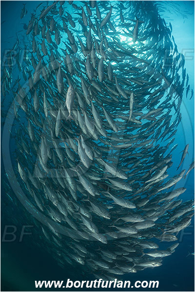 Cabo Pulmo, Baja California, Sea of Cortez, Mexico, Pacific ocean, Caranx sexfasciatus, Caranx, Carangidae, Bigeye trevally, Trevally, Fish, Fish school