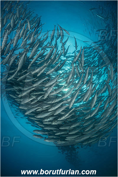 Cabo Pulmo, Baja California, Sea of Cortez, Mexico, Pacific ocean, Caranx sexfasciatus, Caranx, Carangidae, Bigeye trevally, Trevally, Fish, Fish school