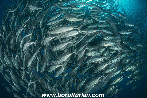 Cabo Pulmo, Baja California, Sea of Cortez, Mexico, Pacific ocean, Caranx sexfasciatus, Caranx, Carangidae, Bigeye trevally, Trevally, Fish, Fish school