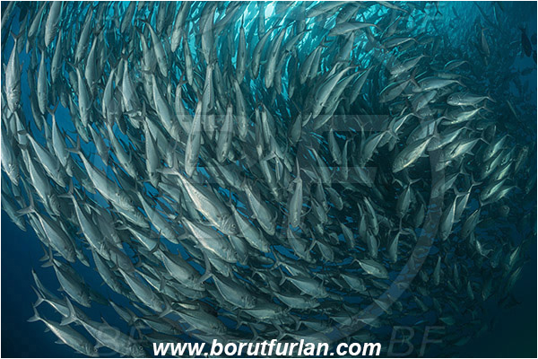 Cabo Pulmo, Baja California, Sea of Cortez, Mexico, Pacific ocean, Caranx sexfasciatus, Caranx, Carangidae, Bigeye trevally, Trevally, Fish, Fish school